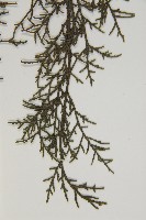 登錄號:G000562藏品圖，第4張