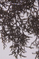 登錄號:G000562藏品圖，第5張