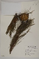 華山松藏品圖，第1張