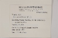 華山松藏品圖，第2張