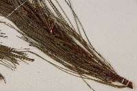 華山松藏品圖，第4張