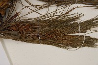 華山松藏品圖，第5張