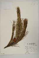 馬尾松藏品圖，第1張