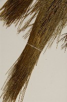 馬尾松藏品圖，第4張