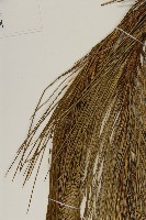 馬尾松藏品圖，第5張