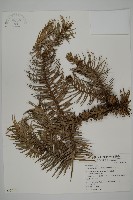 杉木藏品圖，第1張