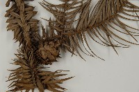 杉木藏品圖，第3張