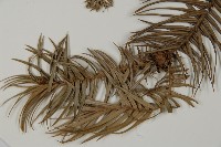 杉木藏品圖，第4張