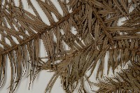 杉木藏品圖，第5張