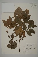 竹柏藏品圖，第1張