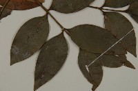 竹柏藏品圖，第3張