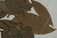 竹柏藏品圖，第4張