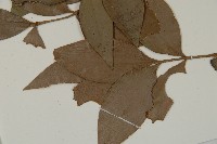 竹柏藏品圖，第5張