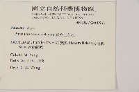 臺灣二葉松藏品圖，第2張