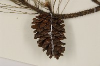 臺灣二葉松藏品圖，第3張