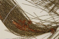 臺灣二葉松藏品圖，第4張