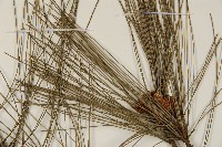 臺灣二葉松藏品圖，第5張