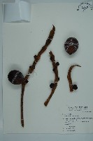 光果蘇鐵藏品圖，第1張