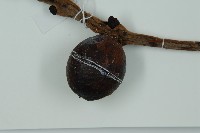 光果蘇鐵藏品圖，第3張
