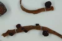 光果蘇鐵藏品圖，第4張