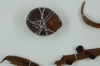 光果蘇鐵藏品圖，第5張