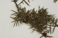 刺柏藏品圖，第3張