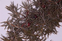 刺柏藏品圖，第4張