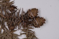 杉木藏品圖，第3張