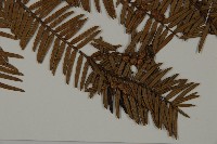 香榧藏品圖，第3張