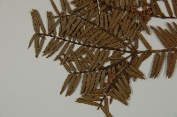 香榧藏品圖，第4張