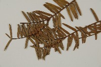 香榧藏品圖，第5張