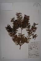 香榧藏品圖，第1張