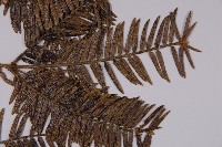 香榧藏品圖，第3張