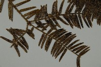 香榧藏品圖，第4張