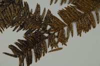 香榧藏品圖，第5張