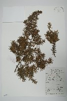 刺柏藏品圖，第1張