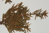 刺柏藏品圖，第3張