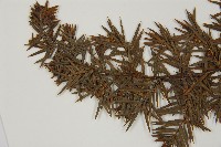 刺柏藏品圖，第4張