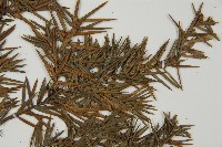 刺柏藏品圖，第5張