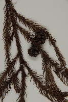 柳杉藏品圖，第3張