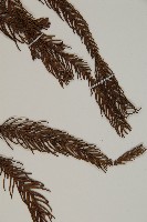 柳杉藏品圖，第4張