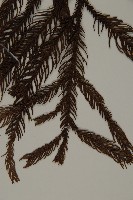 柳杉藏品圖，第5張