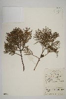 側柏藏品圖，第1張