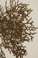 側柏藏品圖，第5張