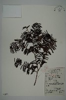 南方紅豆杉藏品圖，第1張