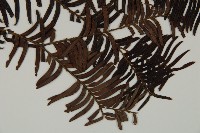 南方紅豆杉藏品圖，第3張