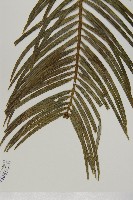 三尖杉藏品圖，第3張