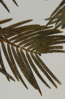 三尖杉藏品圖，第4張