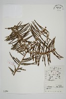 三尖杉藏品圖，第1張