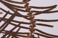 三尖杉藏品圖，第3張